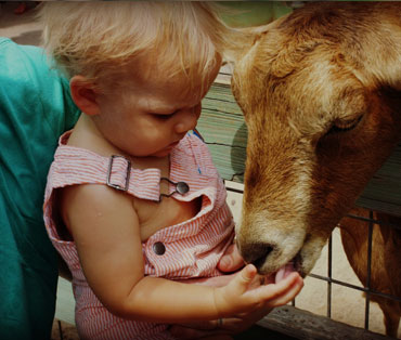 Petting Zoo for Hire Brisbane